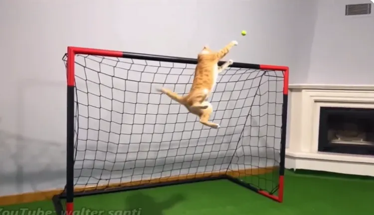 網友梗圖。翻攝Youtube/WalterSanti