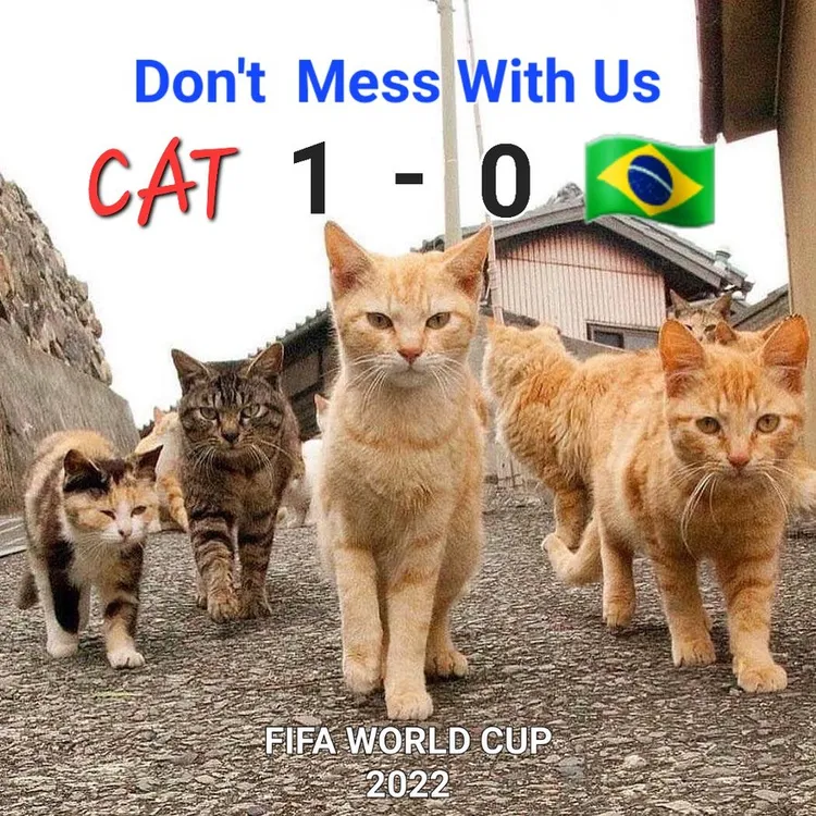 網路梗圖「你惹錯對象了，貓咪1:0巴西」。翻攝推特