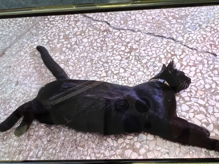 「哈士奇」個性親人且長相可愛，平常都在機車行內閒晃。讀者提供