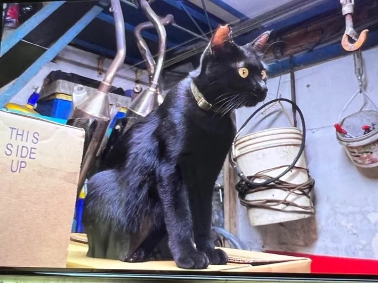 機車行寵物貓「哈士奇」有項圈而無晶片，被當成流浪貓抱走。讀者提供