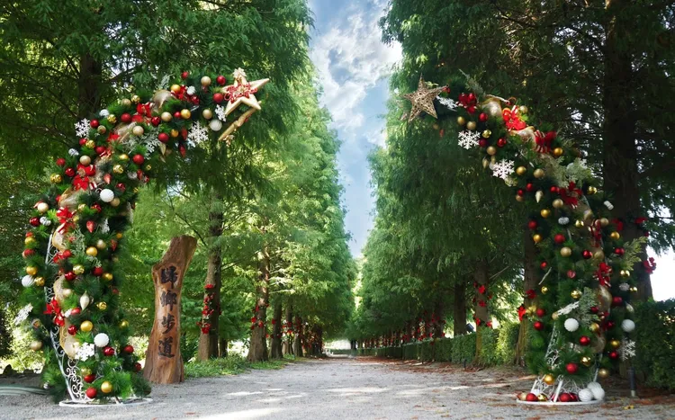 成美園園方將落羽松大道布置得充滿耶誕氛圍。園方提供