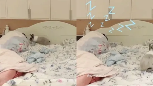 萌兔半夜開趴!床上彈跳精神滿點 主人夢中被蹭網笑翻