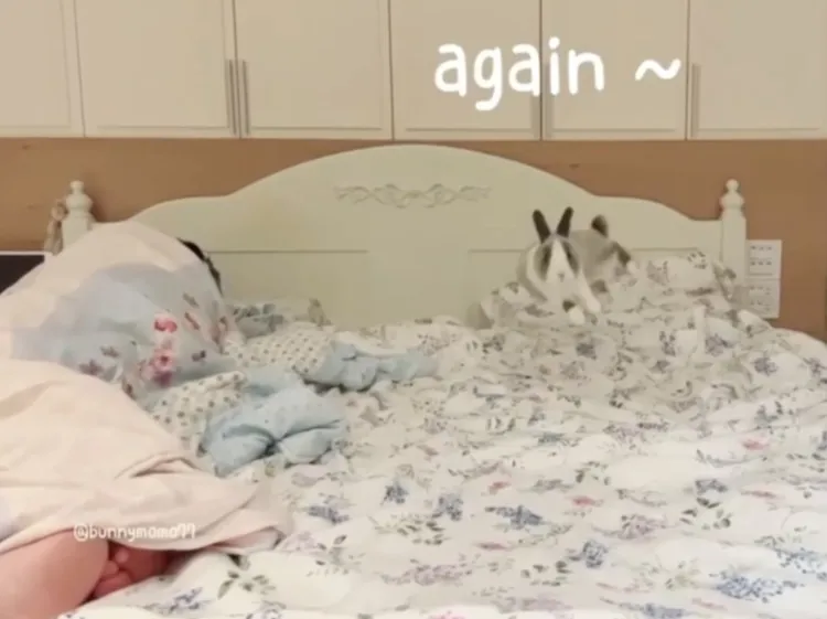 睡在一旁的把鼻無動於衷，萌萌使出殺手鐧『台客跳』繼續瘋下去。FB粉專：萌萌公主兔世界 提供