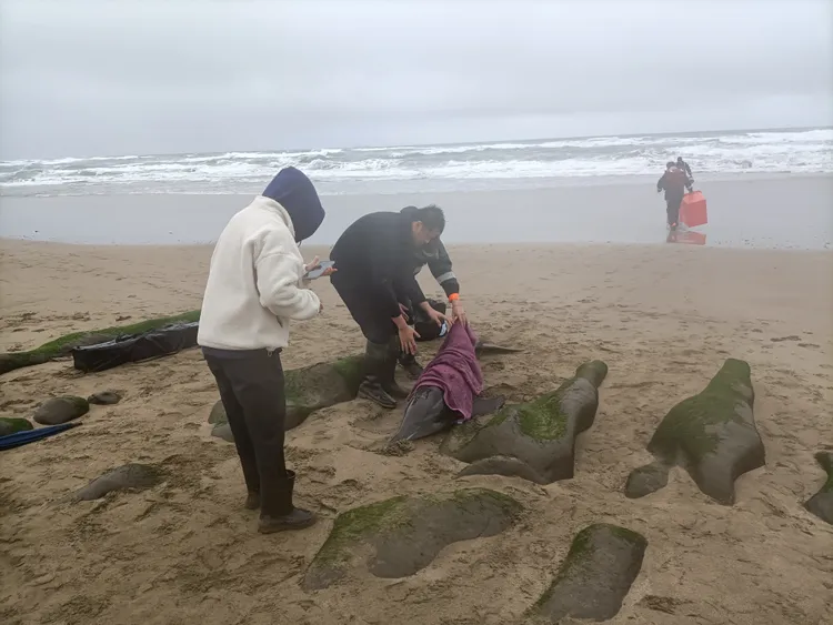 老梅沙灘擱淺4隻海豚。翻攝畫面