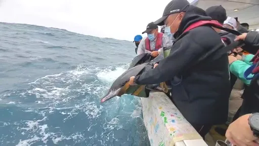 石門老梅沙灘驚現4海豚擱淺 緊急救援無恙!八斗子外海野放