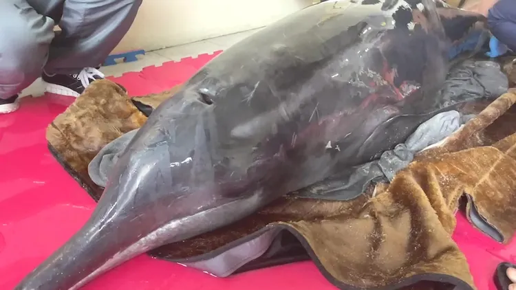 擱淺海豚為糙齒海豚，活動力佳。翻攝畫面