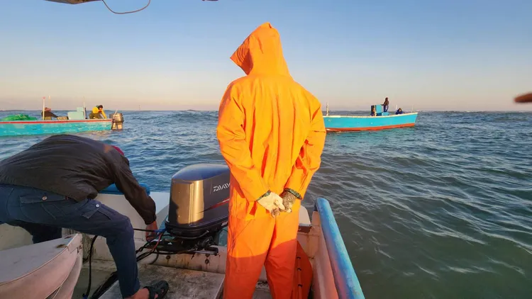 雲林台子港漁民不懼寒流襲台，今日出船捕撈野生海烏魚。莊國賓提供