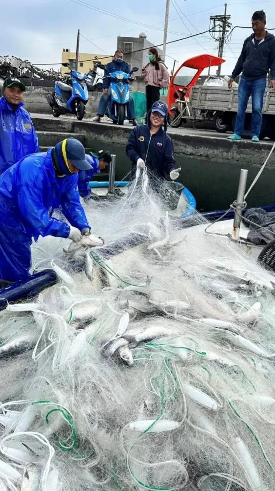 漁民入港歡喜分享捕撈到大批野生烏魚資訊。許秦源提供