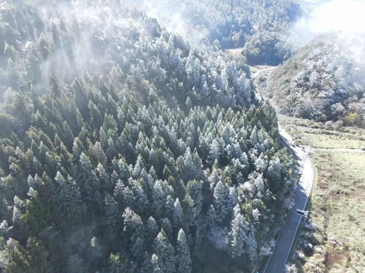 寒流報到！思源埡口變身銀白世界。武陵農場提供