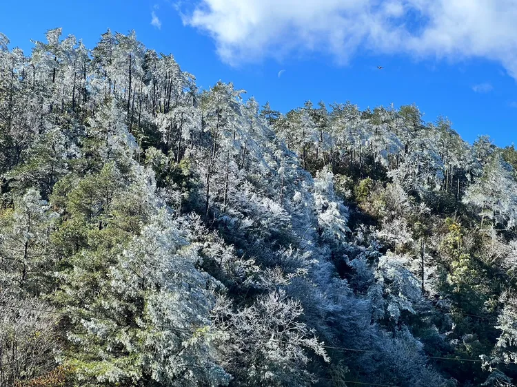 寒流報到！思源埡口變身銀白世界。武陵農場提供