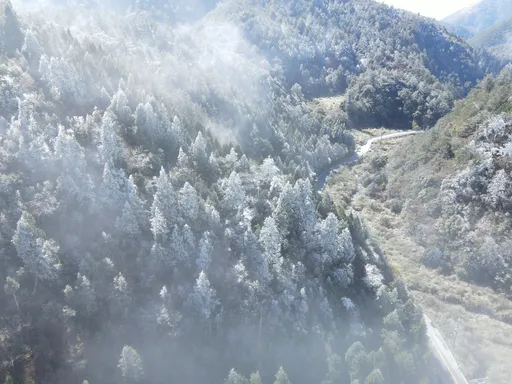 太夢幻！宜蘭、台中交界滿樹銀白霧淞　思源埡口變身銀白世界