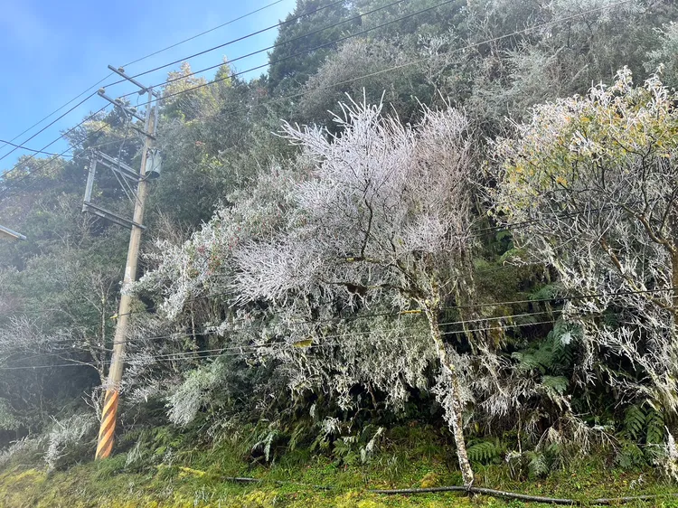 寒流報到！思源埡口變身銀白世界。武陵農場提供