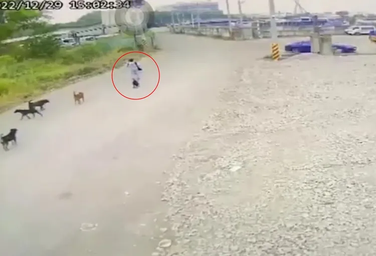 司姓男子前往墓園途中被狗群追逐。民眾提供