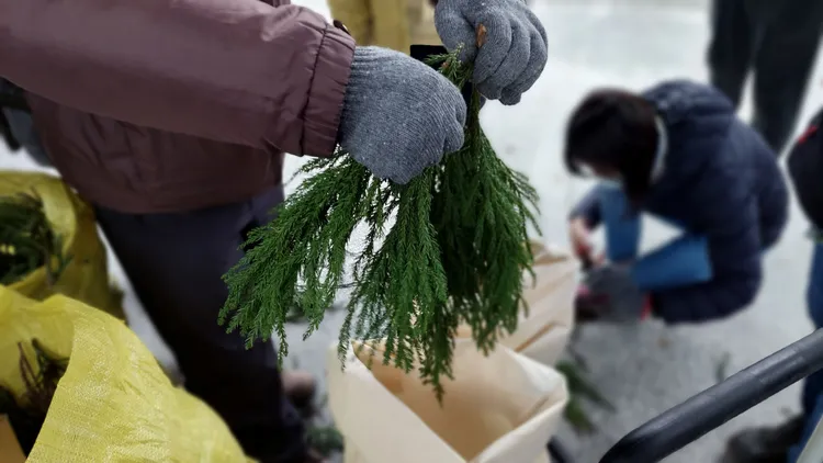 以柳杉枝葉進行精油萃取。羅東林管處提供