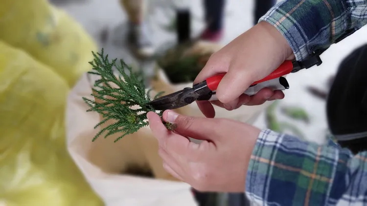 以柳杉枝葉進行精油萃取。羅東林管處提供