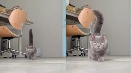 「煞氣」貓皇來了!瞪眼直挺巡場霸氣側漏 貓奴全跪安了