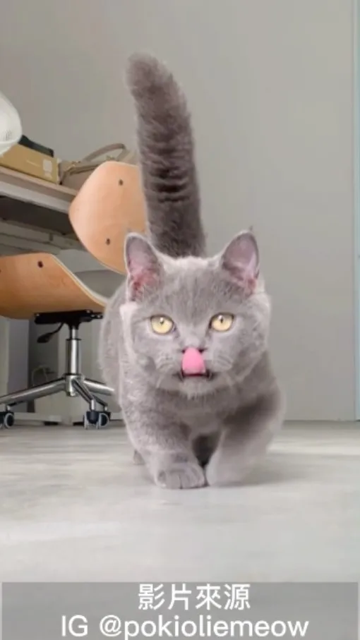 Poki哥～那霸氣為何不能堅持到最後？！最後吐出小舌頭真是太鬆懈嚕。IG @pokioliemeow 提供