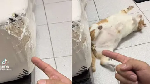 床墊慘遭貓皇「毒手」!奴才怒問責 不敵撒嬌賣萌攻勢從輕發落