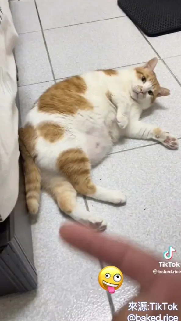 倫家可是撒嬌高手。TikTok@baked.rice 提供