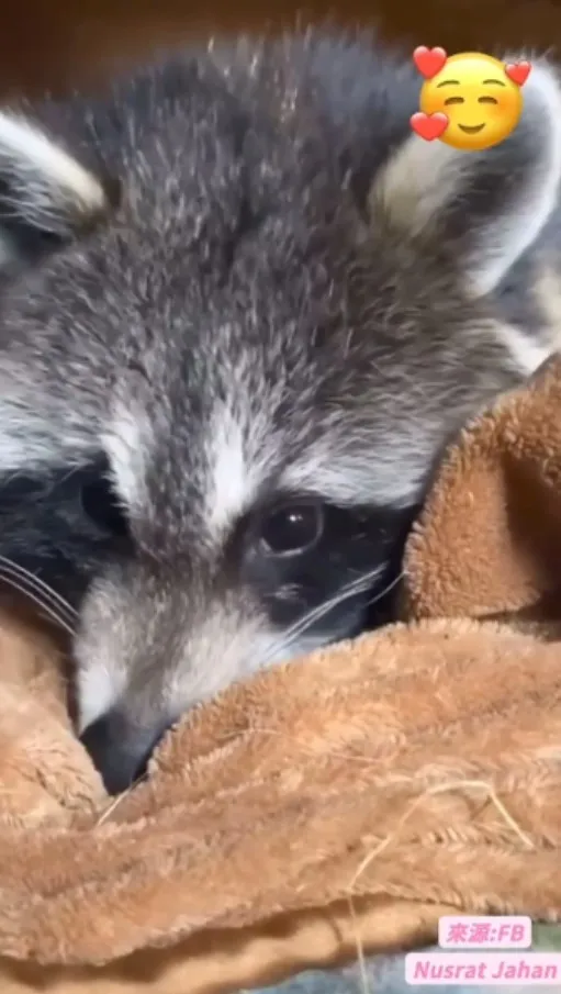 看看浣熊君踏踏完後想睡覺的樣子，是否偷走了你的心   yo yo yo 不小心跌進了這陷阱 La La La La 。FB社團《Raccoons Family》FB：Nusrat Jahan 提供