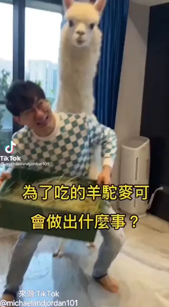 為了吃我什麼都願意~
TikTok@michaelandjordan101 提供
