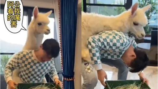 為了五斗米與他交疊 萌獸羊駝急使勁!他求饒喘喊「受不了了」