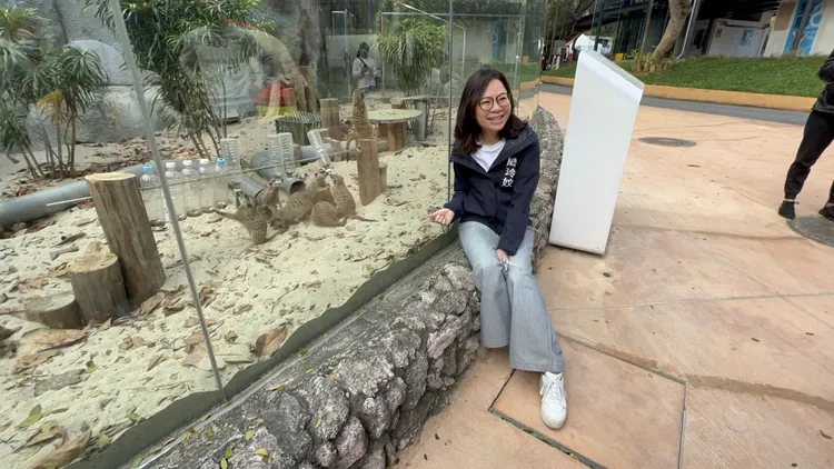 壽山動物園今早九點重新開園，觀光局長周玲妏與孤獴合影。侯昌騰攝