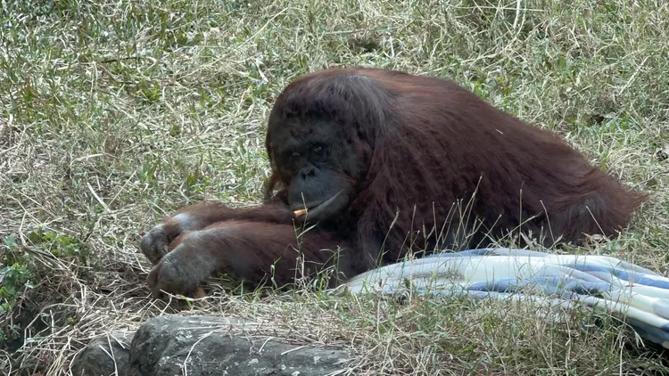 明星動物紅毛猩猩「咪咪」悠閒吃著零食。侯昌騰攝