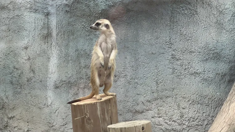 孤獴站立模樣相當可愛。侯昌騰攝