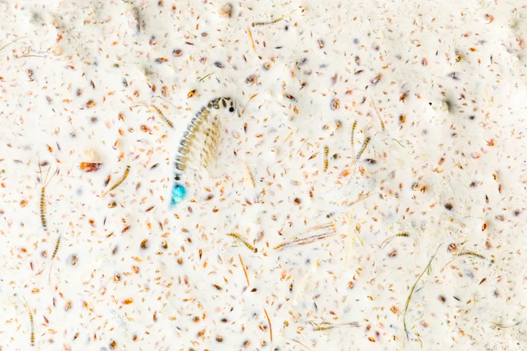 《生與死》獲「年度自然攝影師」比賽中「其他動物」類別首獎。©Bernhard Schubert／NPOTY 2022