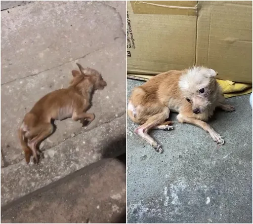 快死的就丟路旁！14隻吉娃娃活在屎尿中　無良飼主1周只餵1次