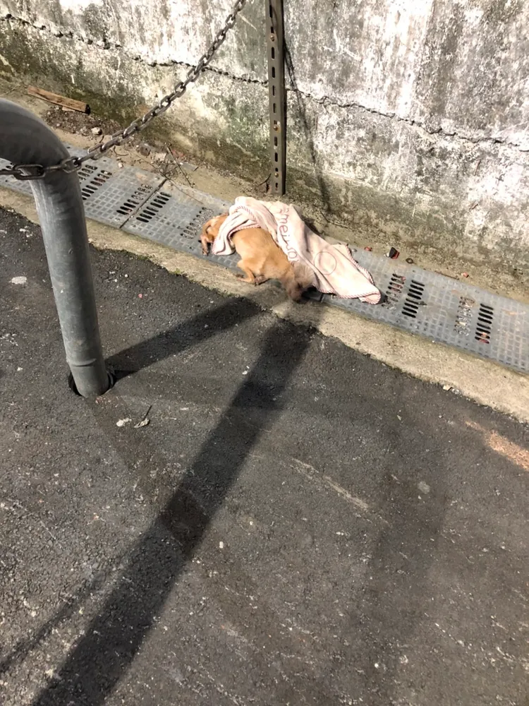 殘忍的是，范妹還將快死的狗兒丟在路旁冷死。議員朱健銘提供