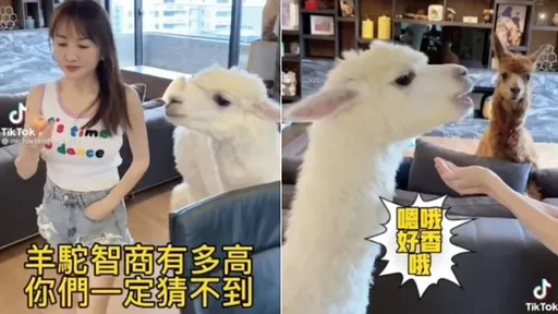 萌獸麥可超愛吃　見桃連女主都騎！得逞後秒變紳士