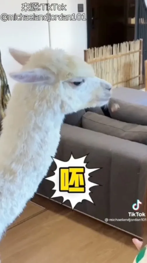 管你是哪一類『水果籽』我呸 我呸 都呸 都Play～真是隻聰明絕頂的草泥馬！！。TikTok@michaelandjordan101 提供