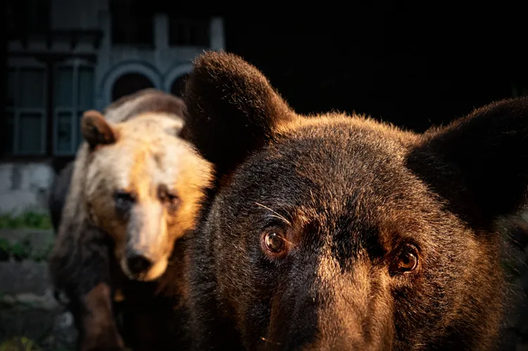 ©David Hup and Michiel van Noppen／NPOTY 2022