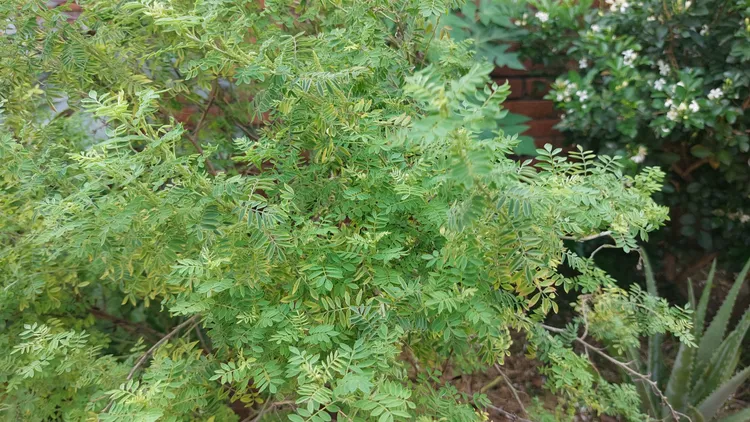 藍染原料來源「木藍」。凃建豐攝