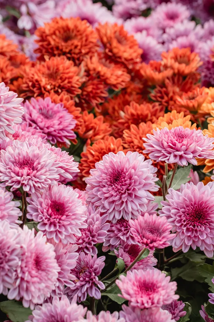 士林官邸菊展正當時。翻攝台北新花漾臉書粉絲頁