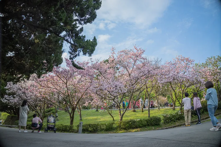 陽明山花季明年1月春節好去處。翻攝陽明山花季臉書粉絲頁