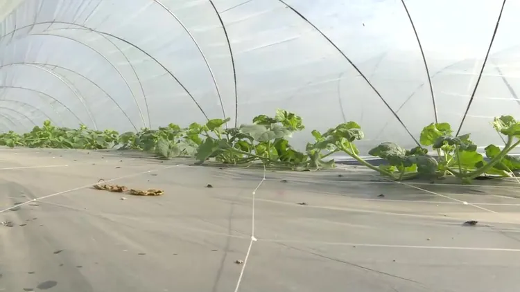 哈密瓜雖為隧道式棚架栽種，瓜農夫妻仍在北面加設防風網阻絕寒流冷風吹襲。魏嘉良攝