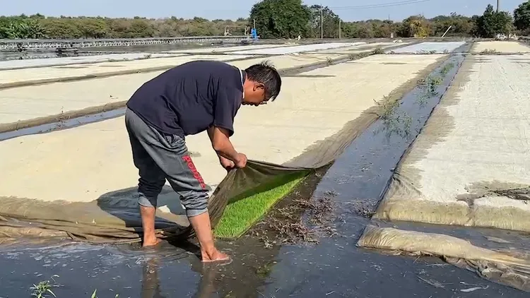 楊姓苗農正為苗圃防水鋪蓋不織布阻隔低溫。魏嘉良攝