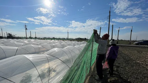 周末10度抗寒大作戰! 雲林農民給秧苗蓋被被、幫魚仔挖溝避冬