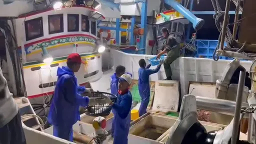 大海發年終!彰化線西漁民迎先頭烏 日捕千尾抵一年收入