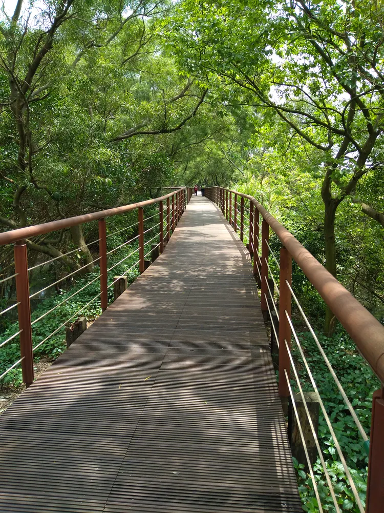 淡水河紅樹林自然保留區內的紅樹林木棧道。羅東林管處提供