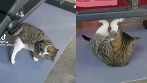 一起來運動吧!貓咪也會仰臥起坐 10秒短片讓網直呼「開眼界」