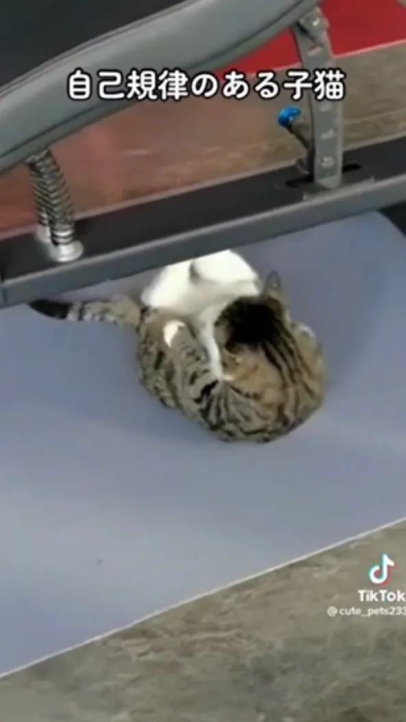 我來自武林界高手，鞋王劍客。TikTok：@cute_pets233 提供