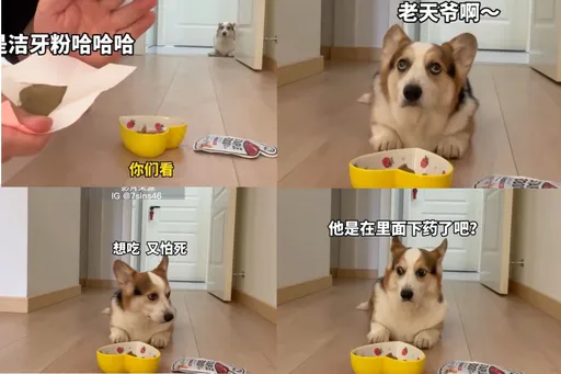 飼主在飯碗裡下藥　汪星人瞪大眼：我是腿短不是眼瞎！