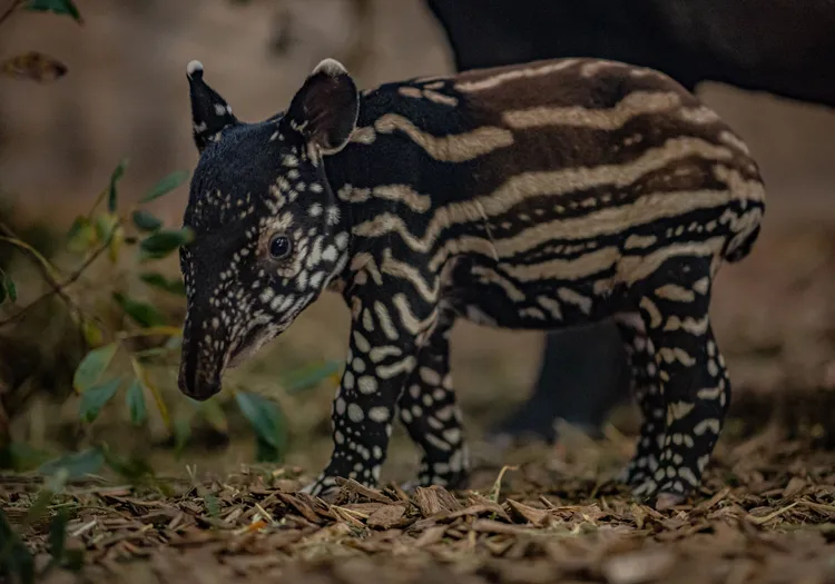 隨年齡增長，娜莎身上的條紋會漸漸消失。英國切斯特動物園（Chester Zoo）提供