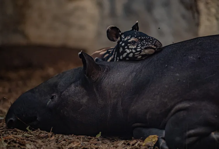 有些愛睏的娜莎依偎在也有點愛睏的媽媽身上。英國切斯特動物園（Chester Zoo）提供