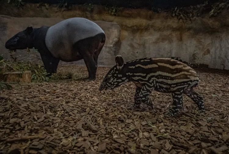娜莎緊跟在媽媽身後。英國切斯特動物園（Chester Zoo）提供