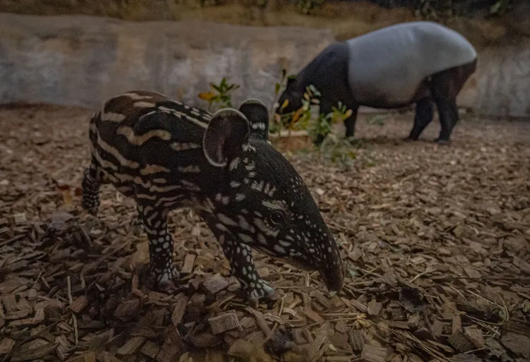 娜莎與媽媽瑪格麗正在覓食。英國切斯特動物園（Chester Zoo）提供